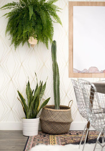 indoor wall hanging pot plants