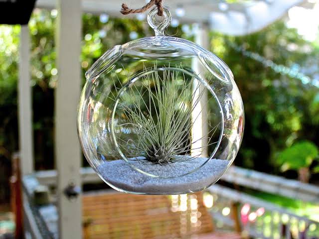 indoor hanging planters with plants