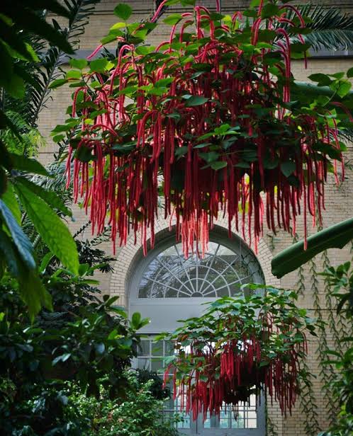 red indoor hanging plants