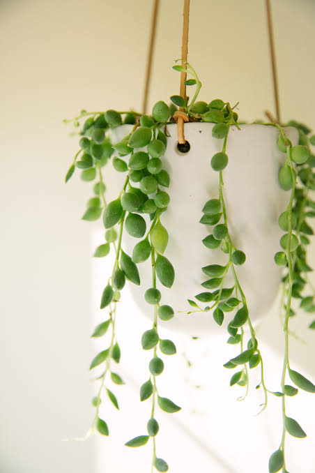 indoor hanging wall plants