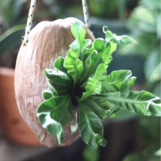 indoor hanging plants perth