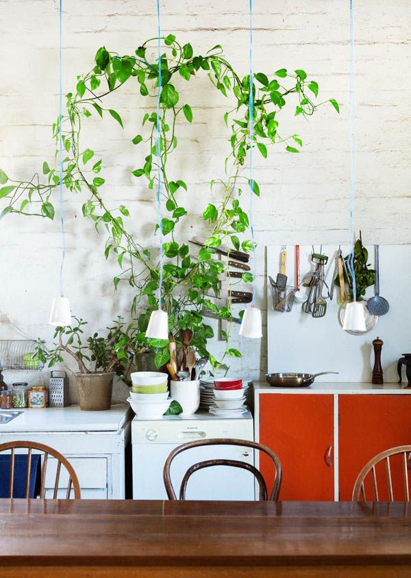 indoor hanging plants shade