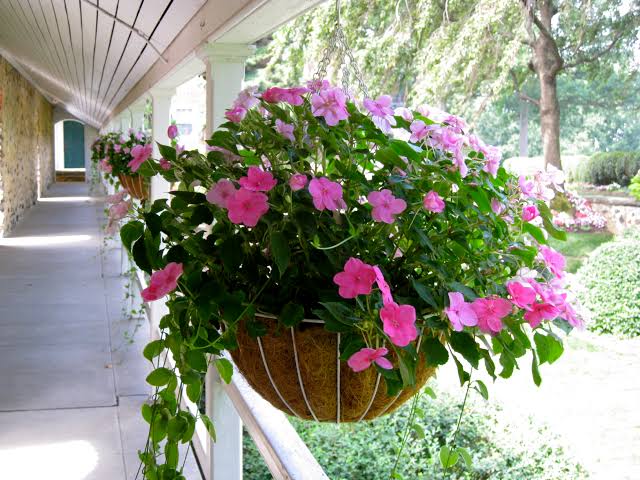 indoor hanging plants species