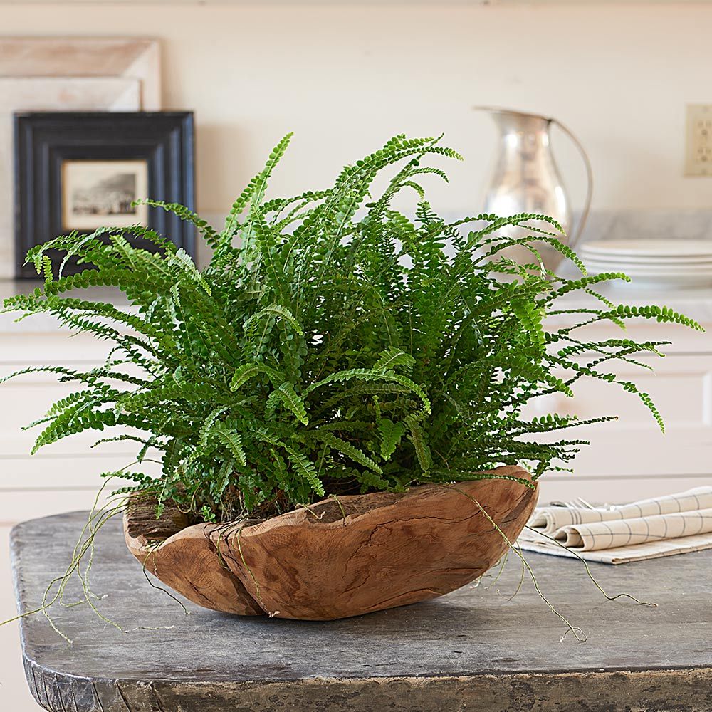 indoor hanging vine plants