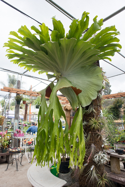 indoor hanging plants with flowers