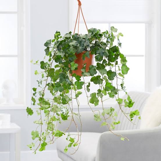 indoor hanging succulent plants