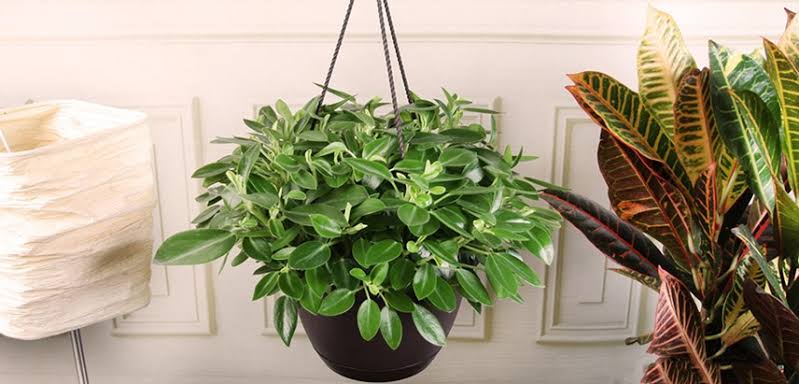 unusual indoor hanging plants