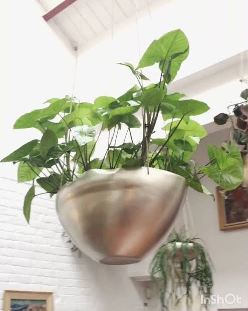 indoor hanging plants wayfair