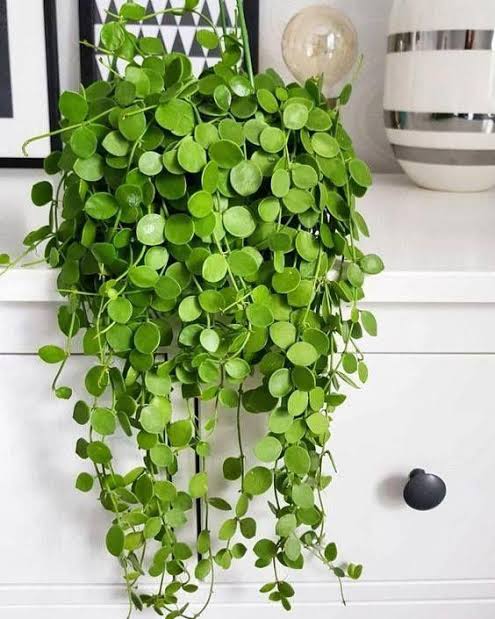 hanging indoor wall baskets