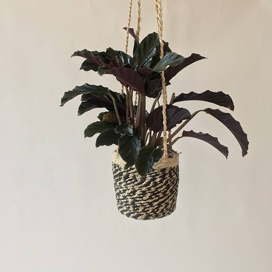 unique indoor hanging plants